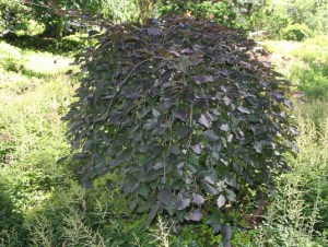 Buk pospolity (Fagus sylvatica) Purpurea Pendula c4 zdjęcie 7