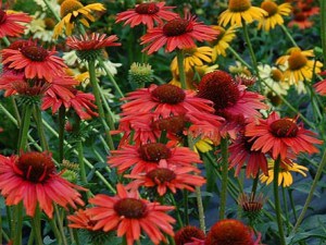 Jeżówka purpurowa (Echinacea) Hot Lava zdjęcie 2