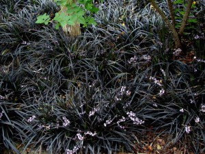 Konwalnik (Ophiopogon planiscapus) Niger sadzonka 7