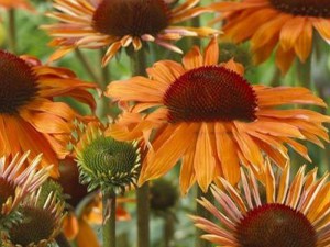 Jeżówka purpurowa (Echinacea) Orange Skipper zdjęcie 2