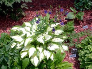 Funkia (Hosta) Sea Thunder zdjęcie 2