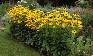 Rudbekia błyskotliwa (Rudbeckia fulgida) Goldsturm 2