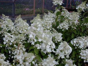 Hortensja bukietowa (Hydrangea paniculata) Brussels Lace c3 zdjęcie 2
