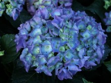 Hortensja ogrodowa niebieska (Hydrangea) Jip Blue c3 zdjęcie 1