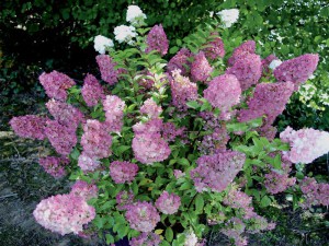 Hortensja bukietowa (Hydrangea paniculata) Sundae Fraise c3 zdjęcie 6