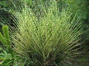 Miskant chiński (Miscanthus chinensis) Gold Bar zdjęcie 5