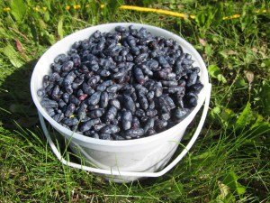 Jagoda kamczacka (Lonicera caerulea var. kamtschatica) Nimfa c3 zdjęcie 6