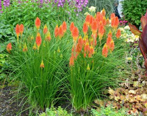 trytoma (Kniphofia) Papaya Popsicle 2