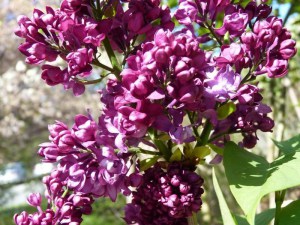 Bez - lilak - Syringa Charles Joly c2 zdjęcie 4
