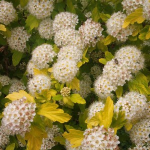 Pęcherznica kalinolistna (Physocarpus opuliofolius) Dart's Gold c2 zdjęcie 1