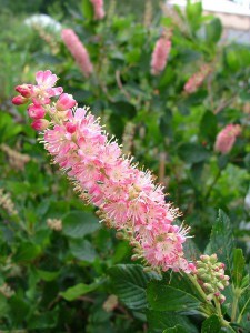 Orszelina olcholistna (Clethra alnifolia) Pink Spire zdjęcie 2