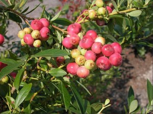 Borówka amerykańska Pink Lemonade zdjęcie 2