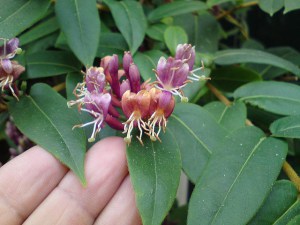 Wiciokrzew Henry'ego (Lonicera henryi) zdjęcie 3