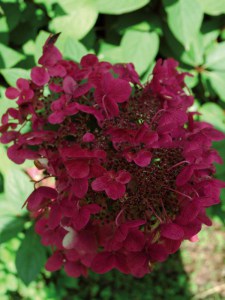Hortensja bukietowa Wim's Red Hydrangea zdjęcie 2