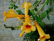 Milin amerykański (Campsis) Judy - roślina pnąca zdjęcie 2