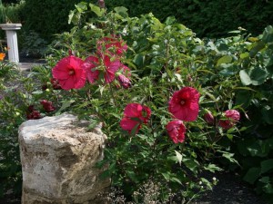 Hibiskus bylinowy (Hibiscus moscheutos) Sultry Kiss zdjęcie 5