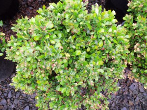Berberys (Berberis) Kobold c2 zdjęcie 2