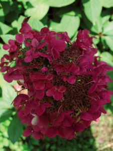 Hortensja bukietowa (Hydrangea paniculata) Wims Red c3 zdjęcie 2