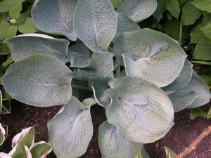 Funkia (Hosta) Abiqua Drinking Gourd zdjęcie 2