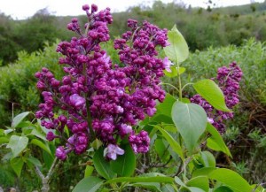 Bez - lilak pospolity (Syringa) General Pershing c3 zdjęcie 2
