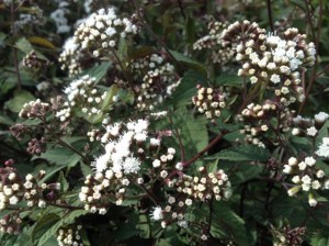 sadziec plamisty (Eupatorium) Chocolate 2