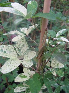 Akebia pięciolistkowa Variegata - pnącze ogrodowe zdjęcie 2