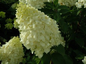 Hortensja bukietowa Polar Bear Hydrangea c2 zdjęcie 2