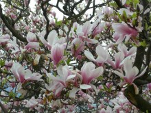 Magnolia pośrednia (Magnolia soulangeana) c3 zdjęcie 2