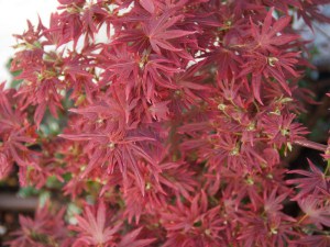 Klon palmowy szczepiony (Acer palm.) Shaina c4 zdjęcie 2