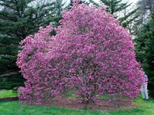 Magnolia purpurowa (Magnolia liliflora) Nigra zdjęcie 2