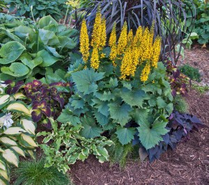 Języczka (Ligularia) Little Rocket 2