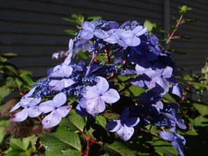 Hortensja ogrodowa (Hydrangea macrophylla) Twist and Shout 5