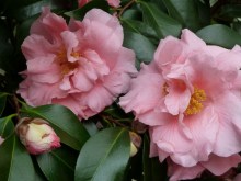 Kamelia japońska (Camellia japonica) Tiffany c4 zdjęcie 2