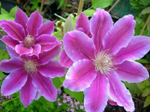 Powojnik (Clematis) Dr Ruppel c2 zdjęcie 3