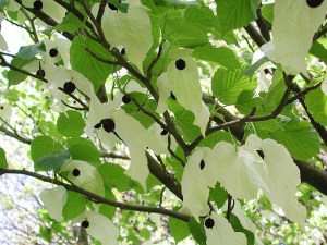 Dawidia chińska (Davidia involucrata) c3 zdjęcie 2