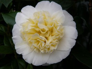 Kamelia japońska (Camelia japonica) Brushfield Yellow c2 zdjęcie 2