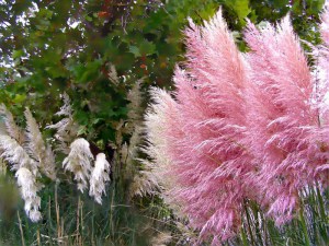 Trawa pampasowa różowa (Cortaderia) trawy ozdobne zdjęcie 6