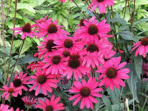 Jeżówka purpurowa (Echinacea) Glowing Dream zdjęcie 2