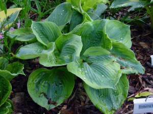 Funkia (Hosta) Sara's Sensation zdjęcie 2