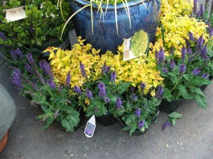 Tawuła japońska (Spiraea japonica) Golden Princess c2 zdjęcie 2