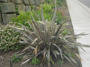 Len nowozelandzki (Phormium tenax) Purpureum zdjęcie 2
