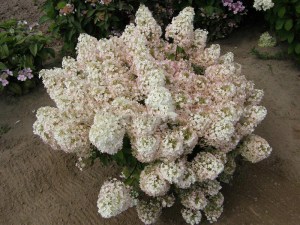 Hortensja (Hydrangea paniculata) Bobo na nodze c5 zdjęcie 2
