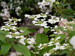 Kalina japońska (Viburnum plicatum) Kilimanjaro c3 zdjęcie 2