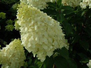 Hortensja bukietowa Polar Bear Hydrangea zdjęcie 2