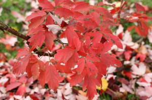Klon strzępiastokory, cynamonowy (Acer griseum) c4 zdjęcie 6