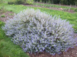 Barbula klandońska (Caryopteris clandonensis) Sterling Silver 6