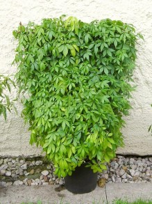 Jiaogulan (Gynostemma pentaphyllum) zioło 2