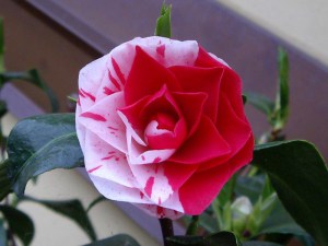 Kamelia japońska (Camellia japonica) Lavinia Maggi zdjęcie 3