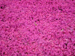 Floks szydlasty (Phlox subulata) Mc Daniels Cushion 2