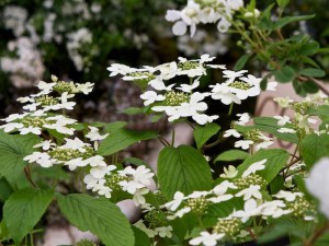 Kalina japońska (Viburnum plicatum) Kilimanjaro c3 zdjęcie 2